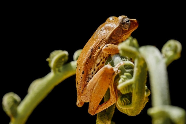 Rainette tropicale. Macrophotographie