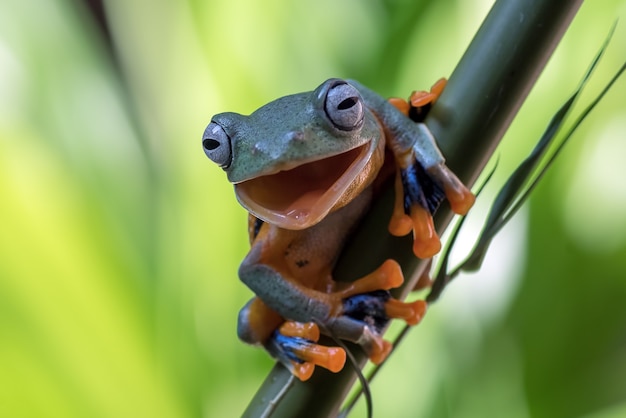 Rainette verte accrochée au bambou