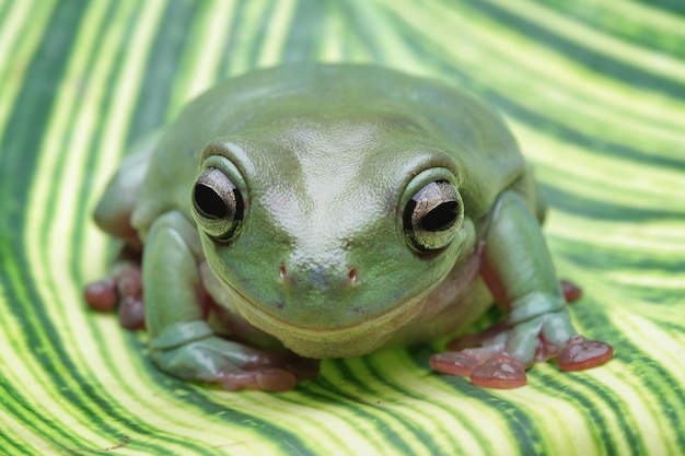 Photo une rainette verte est assise sur une feuille rayée