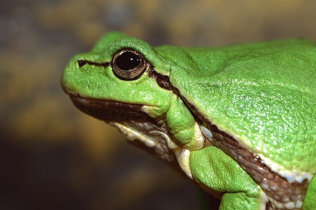 Rainette verte européenne (Hyla arborea anciennement Rana arborea).