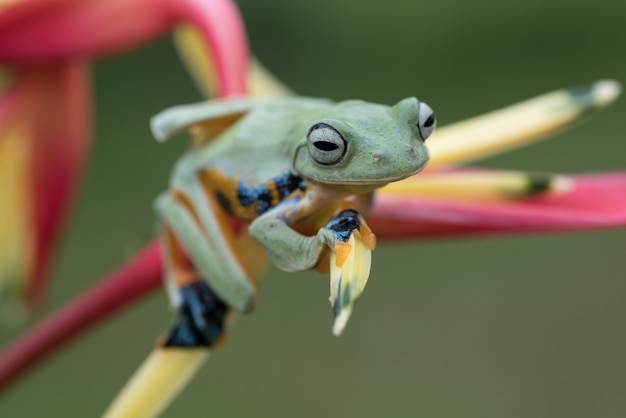 Rainette verte perchée sur une fleur de pétales