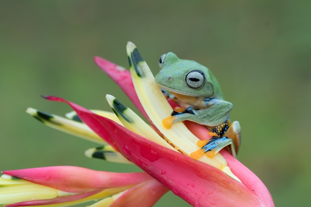 Rainette verte perchée sur une fleur de pétales