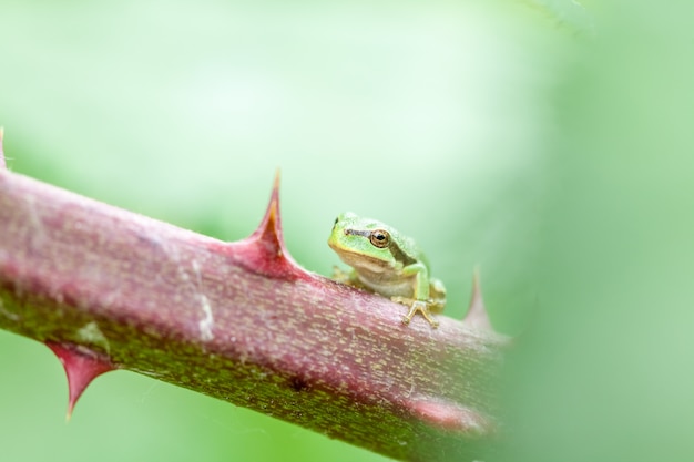 Photo rainette verte