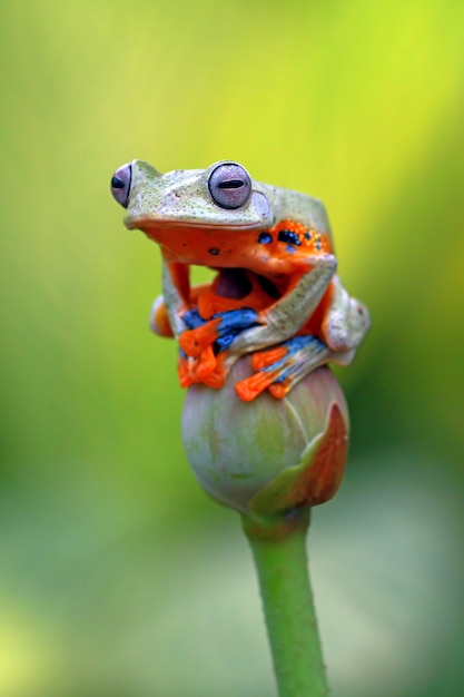 Photo rainette volante, grenouille wallace, rainette javanaise, rhacophorus reinwardtii