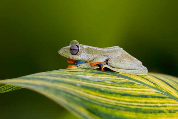 Photo rainette volante, grenouille wallace, rainette javanaise, rhacophorus reinwardtii