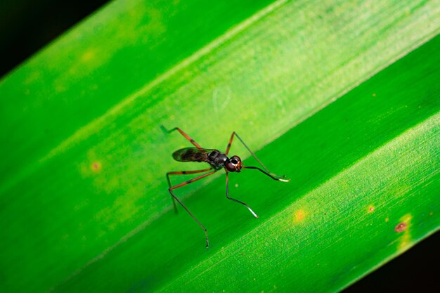 Rainieria antennaepes insecte gros plan macrophotographie photo premium