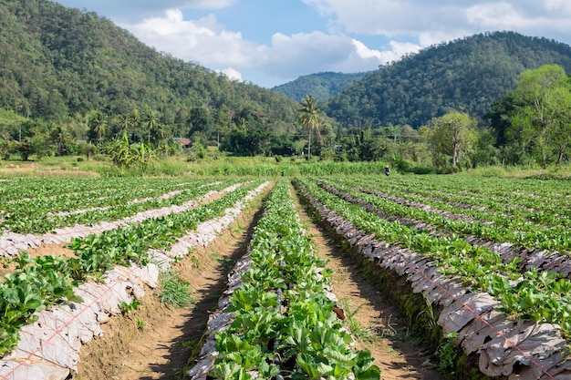 Rainure paysage plantation de fraises