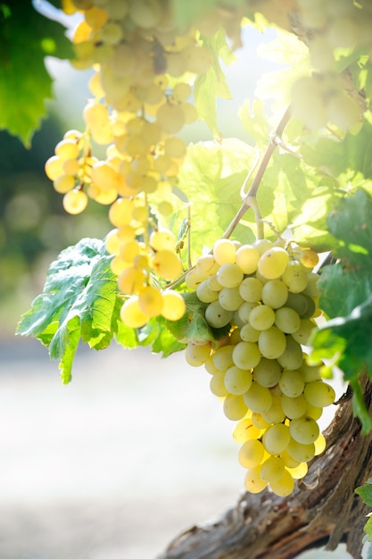 Photo raisin blanc dans un millésime