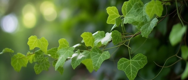 Raisin de brousse ou trois feuilles de vigne sauvage cayratia Cayratia trifolia liana ivy plant bush nature frame