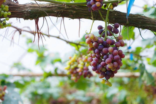 Raisin dans le jardin à Monjam, Chiangmai, Thaïlande