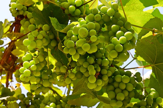 Raisin dans le vignoble