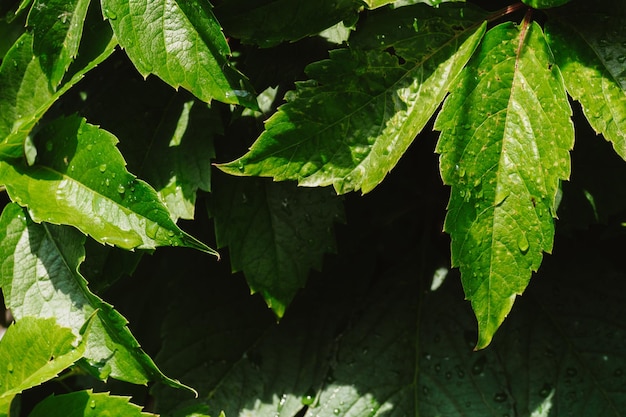 Raisin feuilles vertes agrandi Fond de feuilles vertes fraîches