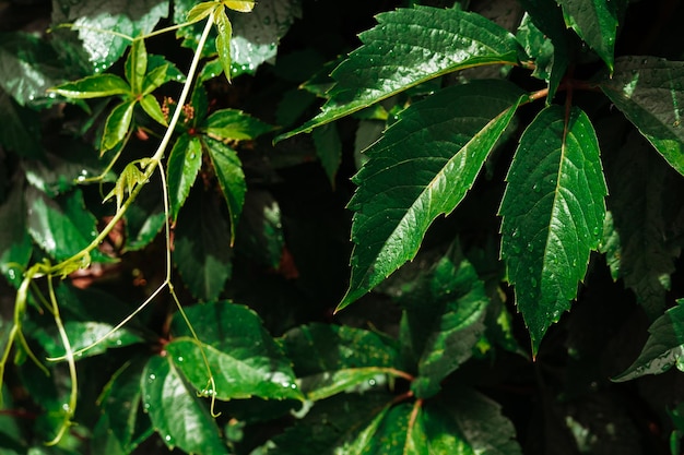 Raisin feuilles vertes agrandi Fond de feuilles vertes fraîches