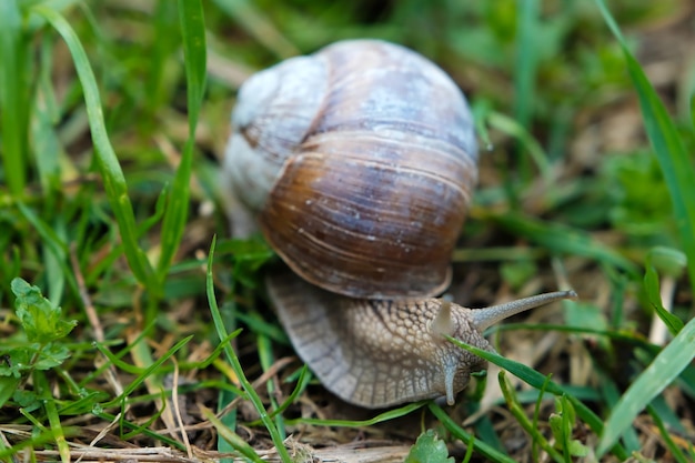 Raisin jardin escargot mange de l'herbe Cepaea hortensis Helix pomatia escargot de Bourgogne escargot comestible Gros plan de l'habitat de l'image Macro