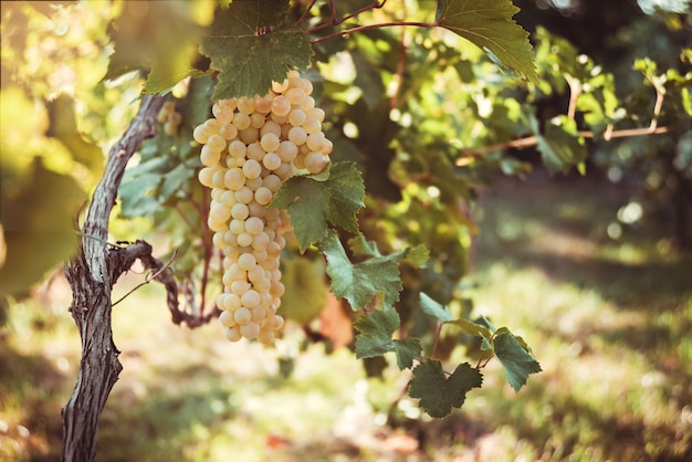 Raisin jaune poussant sur des buissons, vue rapprochée