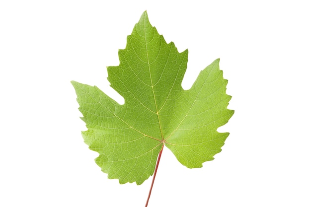 Raisin mûr avec des feuilles isolées sur blanc