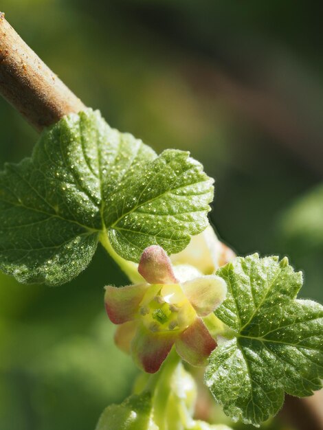 Photo le raisin noir en fleurs