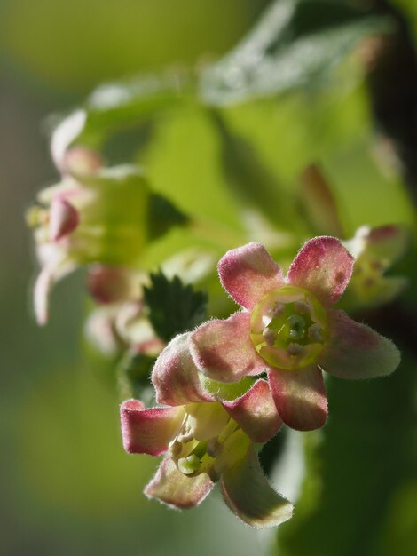 le raisin noir en fleurs