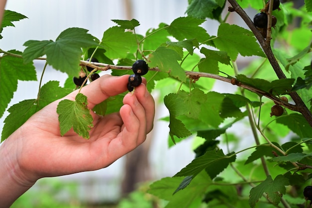 un raisin noir mûr dans un jardin sur un fond vert