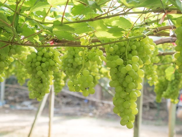 raisin vert dans une ferme biologique