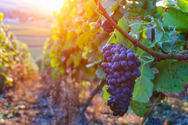 Raisin, vigne, dans, région champagne, dans, récolte automne, france