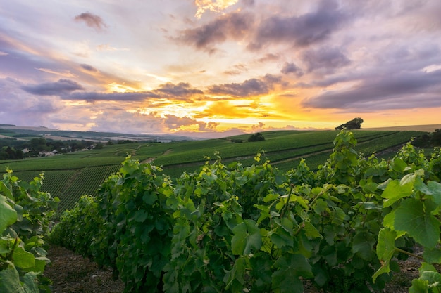 Raisin de vigne de ligne dans les vignobles de champagne à la montagne de reims, Reims, France