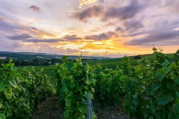 Raisin de vigne de ligne dans les vignobles de champagne à la montagne de reims, Reims, France