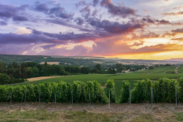 Raisin de vigne de ligne dans les vignobles de champagne à la montagne de reims, Reims, France