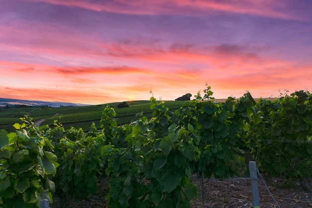 Raisin de vigne de ligne dans les vignobles de champagne à la montagne de reims, Reims, France