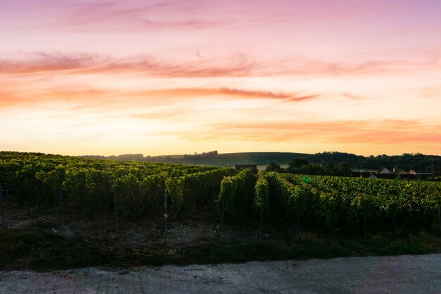 Raisin de vigne de ligne dans les vignobles de champagne à la montagne de reims, Reims, France