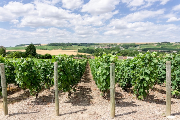 Raisin de vigne en ligne dans les vignobles de champagne