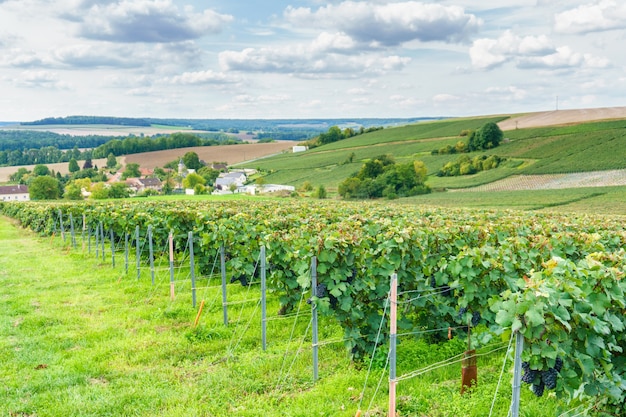 Raisin de vigne en rang dans les vignes de champagne à la montagne de reims, France