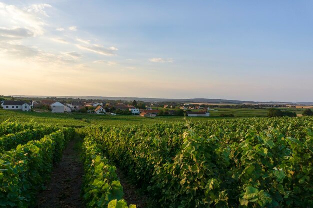 Photo raisin de vigne en rangée dans les vignobles de champagne à la montagne de reims