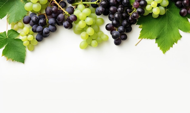 raisin de vin arrière-plan de raisin isolé sur fond blanc HD espace photo gratuit pour le texte