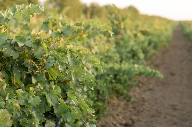 Raisins d'automne aux feuilles rouges, la vigne au coucher du soleil est jaune rougeâtre