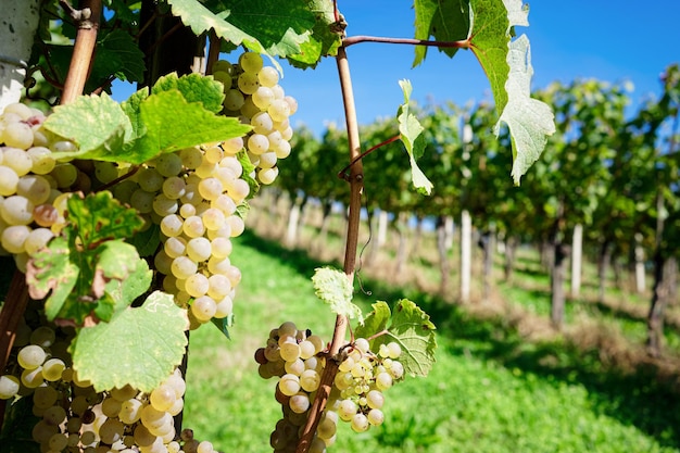 Raisins blancs avec des feuilles qui poussent au vignoble en été. Viticulture. Décor avec paysage rural. Domaine viticole et vendanges. Branche de vigne dans le jardin. Colline verte et nature. Vigne et viticulture