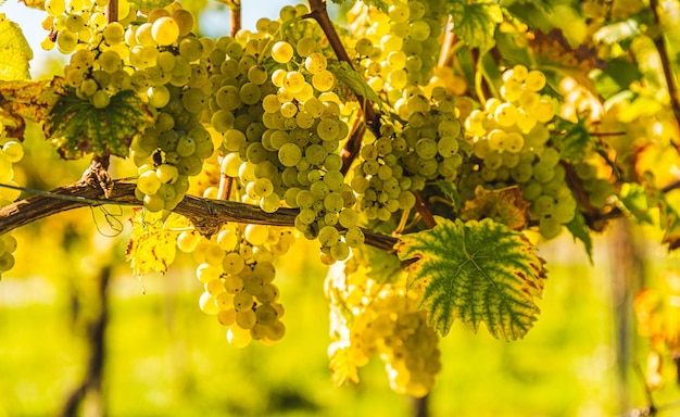 Raisins blancs avec des feuilles vertes sur la vigne Fruits frais Récolte au début de l'automne