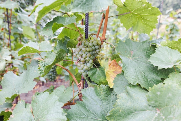 Raisins blancs mûrs dans le temps de récolte d'automne de vignoble