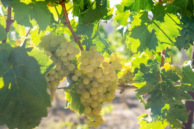 Raisins blancs mûrs dans le vignoble sous les rayons du soleil éclatant