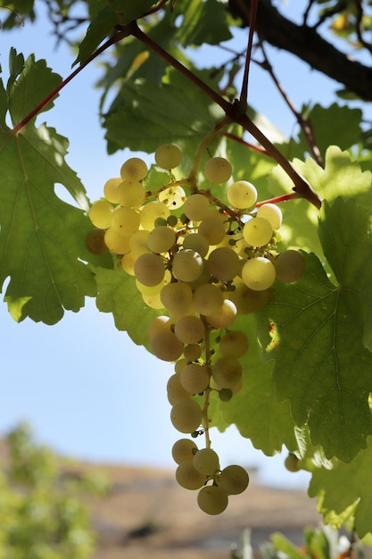 Raisins blancs naturels mûrs en automne