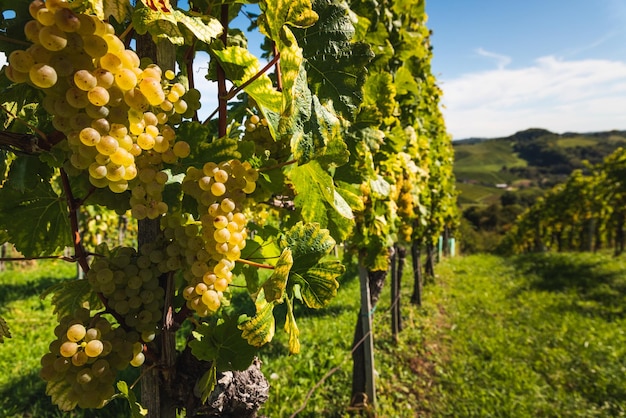 Des raisins blancs suspendus dans un vignoble vert et luxuriant