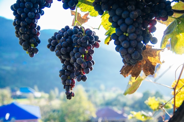 Raisins bleus au coucher du soleil dans le vignoble d'automne.