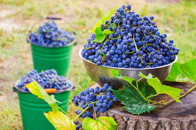 Raisins bleus dans un récipient