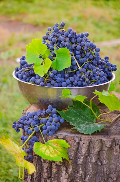 Raisins bleus dans un récipient