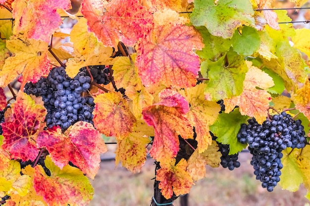 Raisins bleus mûrs sur une branche avec des gouttes de rosée, vignoble d'automne