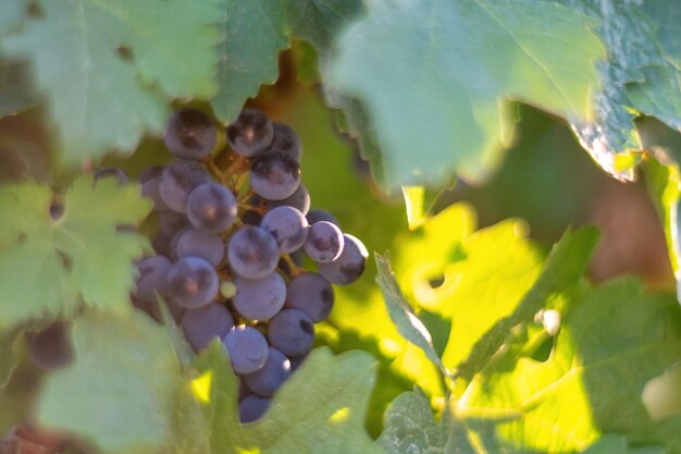 Raisins bleus mûrs poussant dans le vignoble au coucher du soleil au coucher du soleil au coucher du soleil