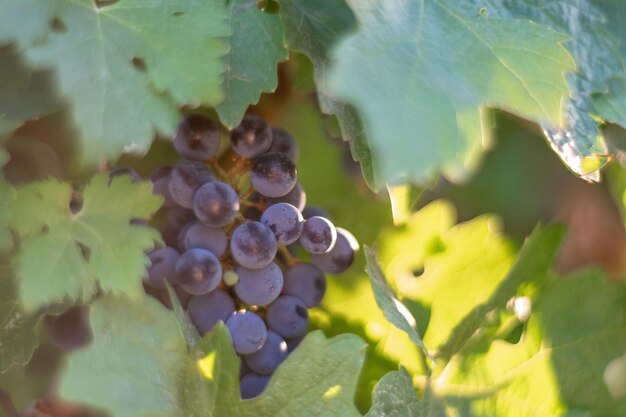 Raisins bleus mûrs poussant dans le vignoble au coucher du soleil au coucher du soleil au coucher du soleil