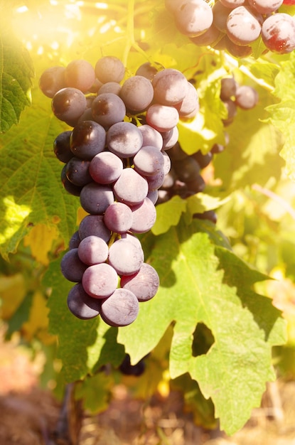 Raisins bleus sur vigne