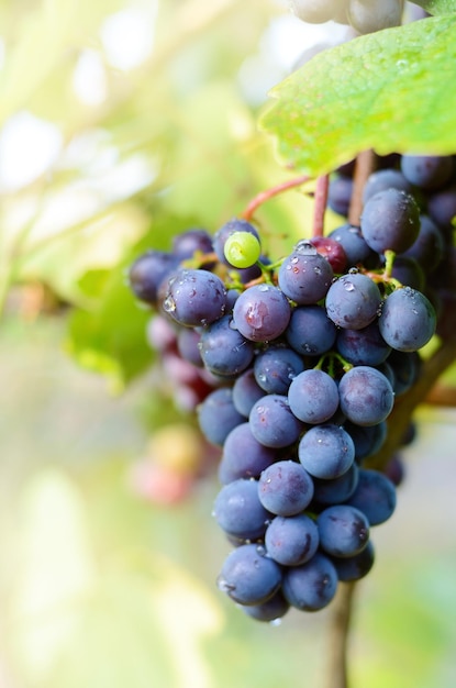 Raisins bleus sur vigne