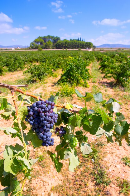 raisins de cuve bobal prêts à être récoltés en Méditerranée